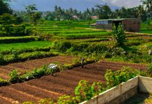 Sustainable Living Practices: Ultimate Guide 2024 – Expert Tips