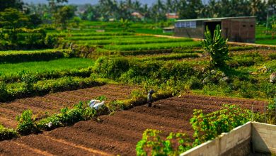 Sustainable Living Practices: Ultimate Guide 2024 – Expert Tips